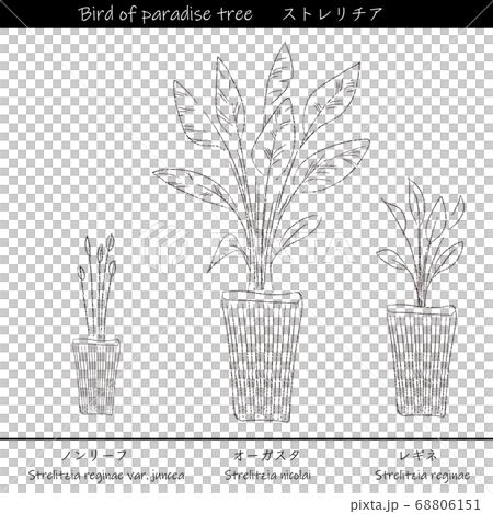 Indoor green Strelitzia line drawing Indoor green Strelitzia line drawing 68806151