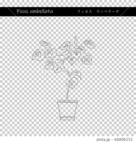 室內綠色榕Umberata線描 68806152