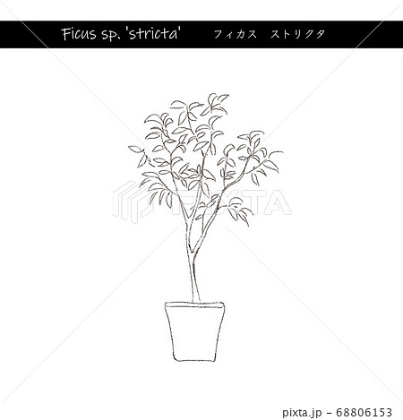 インドアグリーン　フィカスストリクタ　線画 68806153