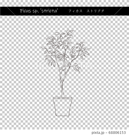 室內綠色無花果線描 68806153