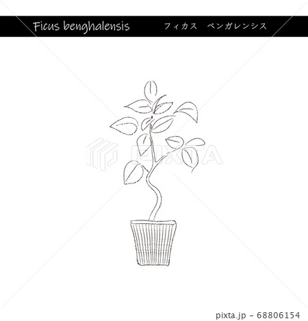 インドアグリーン　フィカスベンガレンシス　線画 68806154