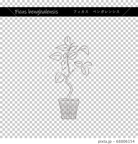室內綠色榕樹孟加拉線描 68806154
