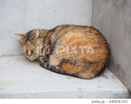 壁の隅で丸くなるキジトラの野良猫 68806193