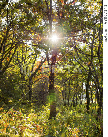 紅葉の森 68807141
