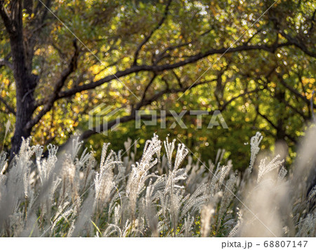 紅葉の森　ススキ 68807147