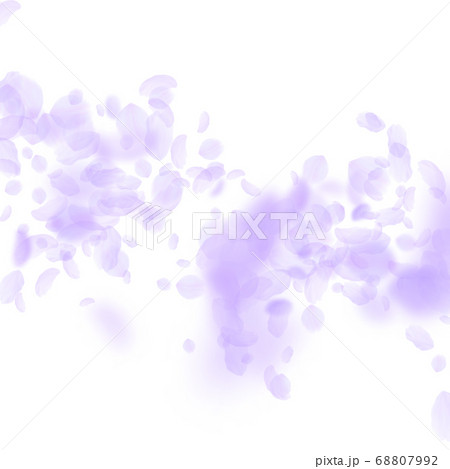 Violet flower petals falling down. Exquisite roman Violet flower petals falling down. Exquisite roman 68807992