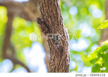 日本の横浜都市景観　街中のセミたち　＝横浜市内 68808128