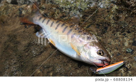 渓流ルアーフィッシングで釣れたヤマメの写真素材