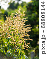 Longan flower on Longan tree 68808144
