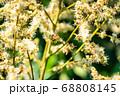 working bee collects flower nectar from longan 68808145