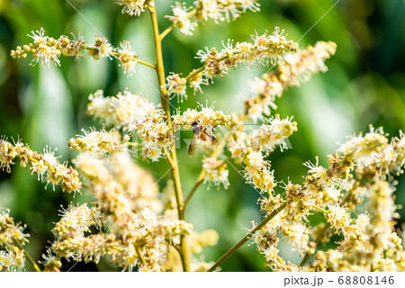 working bee collects flower nectar from longan 68808146