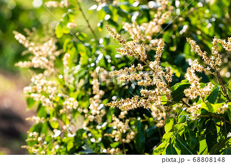 Longan flower on Longan tree Longan flower on Longan tree 68808148