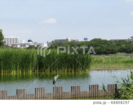 暑い夏の白い雲と青い空池にはアオサギ 68808297