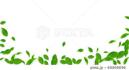 Falling green leaves. Fresh tea chaotic leaves fly 68808696