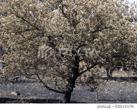 Sardinia burned fire trees 68810176