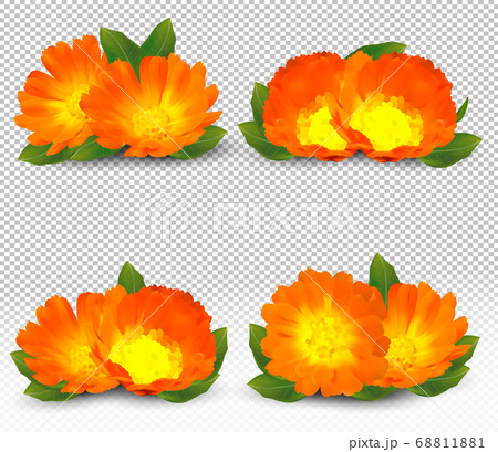 3d realistic calendula on transparent background. Fragrant flower marigold close up. Medicine calendula. Vector illustration 68811881