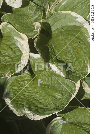 Hosta plant in a garden Hosta plant in a garden 68812518