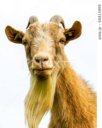 funny brown goat portrait on a white background 68813866