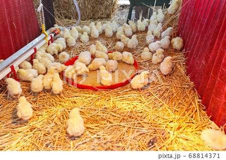 Chicks farm Chicks farm 68814371