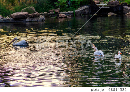 Great white pelicans (Pelecanus onocrotalus) Great white pelicans (Pelecanus onocrotalus) 68814522