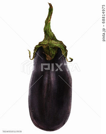 Small Black Eggplant Fruit 68814975