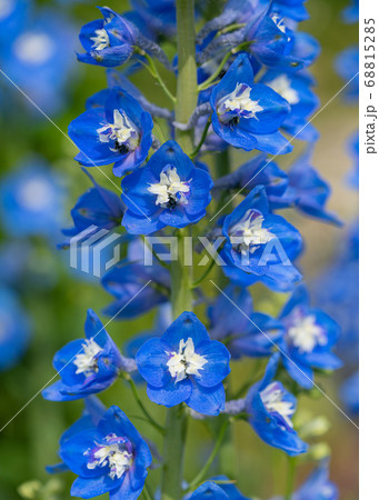 Candle larkspur, Delphinium elatum 68815285