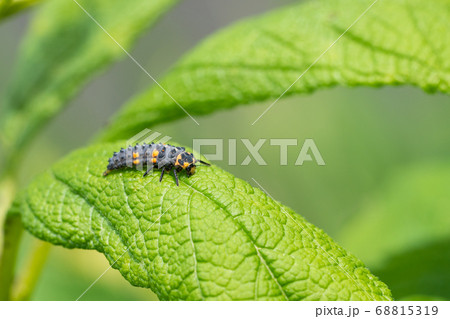 Caterpillar of Ladybug 68815319