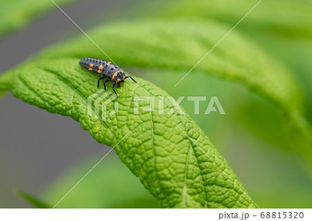 Caterpillar of Ladybug 68815320