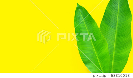 Heliconia leaves on yellow background. Heliconia leaves on yellow background. 68816018