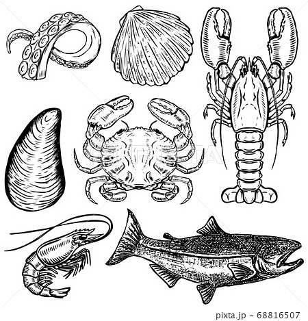 Set of hand drawn seafood illustrations. Design 68816507
