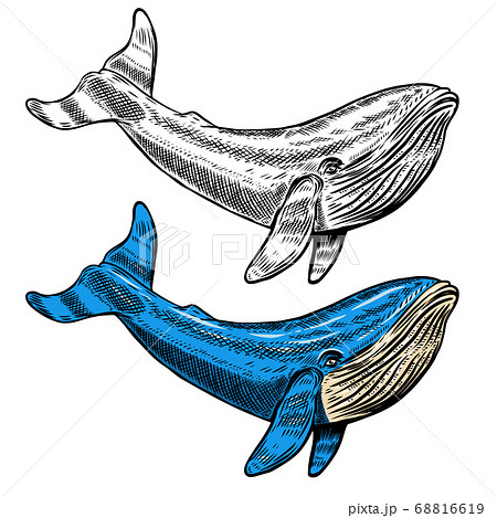 Illustration of the whale isolated on white 68816619