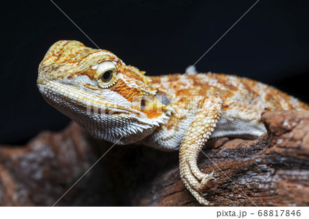 Yellow Leatherback Bearded Dragon