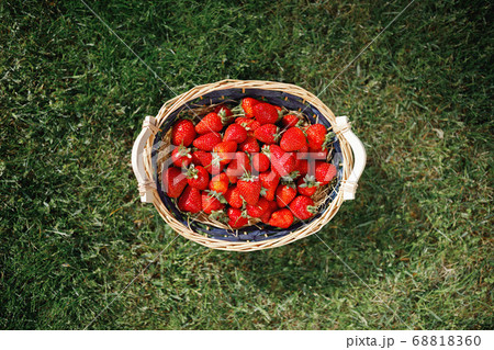 strawberries basket on green lawn background 68818360