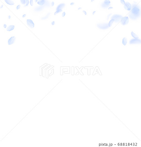 Light blue flower petals falling down. Beautiful r Light blue flower petals falling down. Beautiful r 68818432
