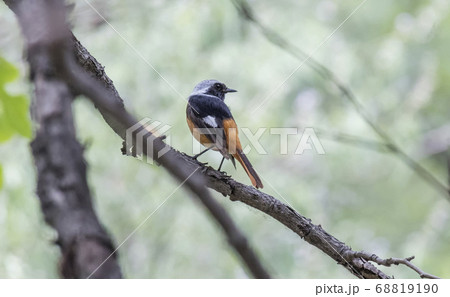 Daurian Redstart bird Daurian Redstart bird 68819190