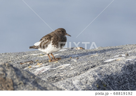 black turnstone bird 68819192
