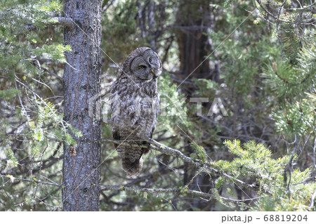 Great Gray Owl Perched Great Gray Owl Perched 68819204