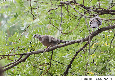Spotted Dove bird 68819214