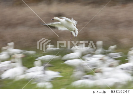 Flying Snow Geese with motion blur Flying Snow Geese with motion blur 68819247