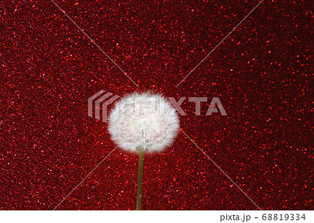 dandelion flower on red glitter background dandelion flower on red glitter background 68819334