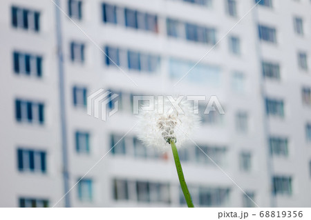 dandelion flower against high-rise apartment dandelion flower against high-rise apartment 68819356