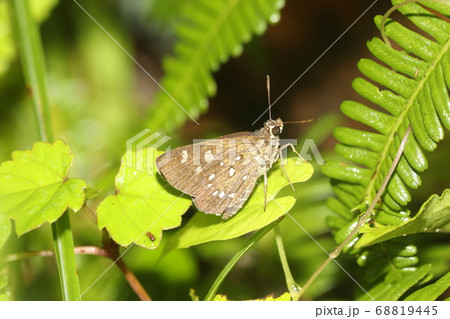 ホソバセセリ 68819445