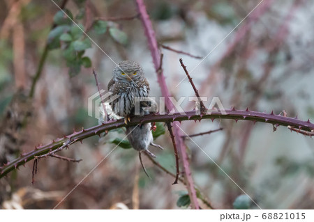 Northern pygmy owl Northern pygmy owl 68821015