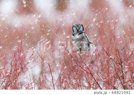 Northern Hawk owl Northern Hawk owl 68821092