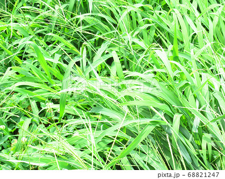 草むら 草むら 68821247
