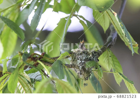 rufous hummingbird nest 68821523