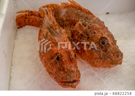 Fresh Red Scorpion Fish on the fish market.  68822258