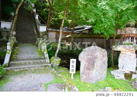 西教寺　放生池　真盛上人廟参道　大津市 68822291