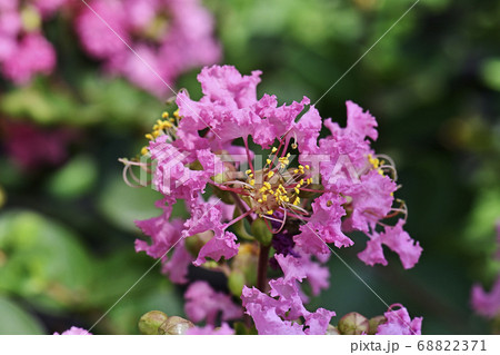 サルスベリの花 サルスベリの花 68822371