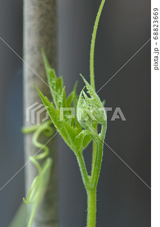 ゴーヤー　ツルの先の若葉のアップ 68823669